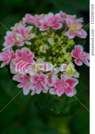大聖寺繡球花園 大聖寺繡球花園 132090169