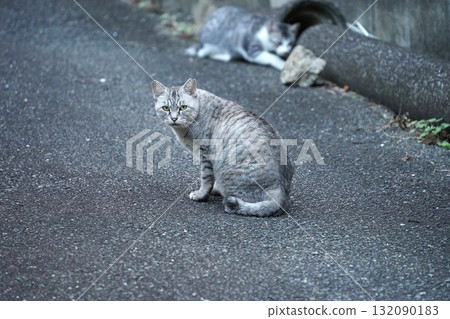 我以為它們是母貓和小貓,但它們正盯著我看,所以我就用相機對準了它們。 我以為它們是母貓和小貓,但它們正盯著我看,所以我就用相機對準了它們。 132090183