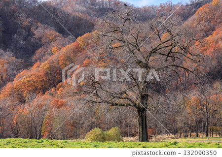 Giant trees standing in the pasture and autumn leaves in the Nukadaira Valley, Biratori Town, Hokkaido (October) 132090350