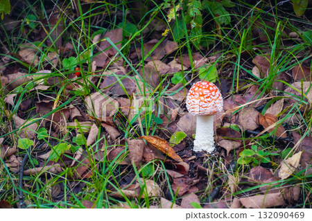 飛木耳 飛木耳 132090469