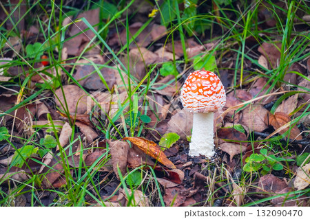 飛木耳 飛木耳 132090470