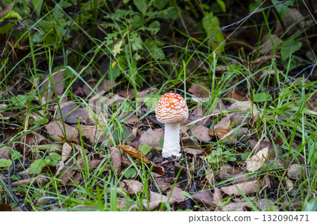 Benitetake Benitetake 132090471