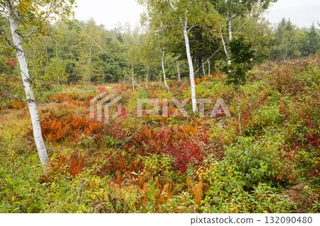 秋季的乘鞍高原,細雨綿綿 秋季的乘鞍高原,細雨綿綿 132090480