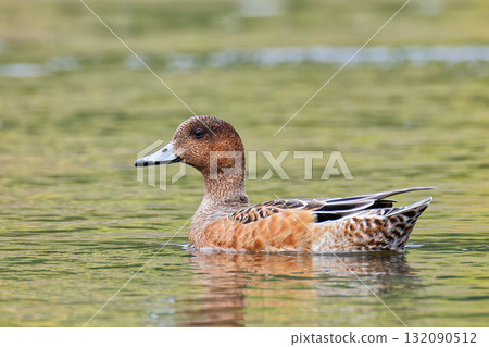 秋季日食中的雄性赤頸鴨 秋季日食中的雄性赤頸鴨 132090512