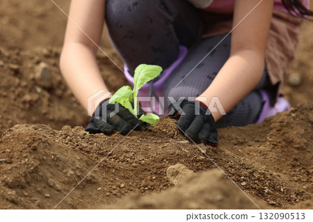 Girl planting vegetable seedlings Girl planting vegetable seedlings 132090513