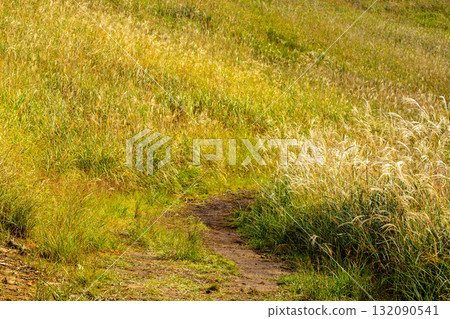 閃耀著金光的金銀草 132090541