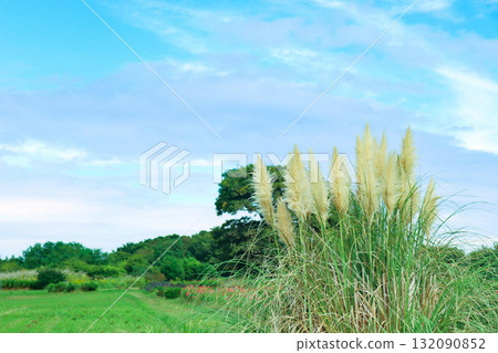 Pampasgrass and autumn sky Pampasgrass and autumn sky 132090852
