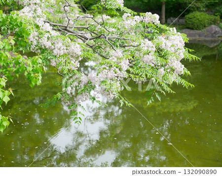 drooping flowering branches 01 drooping flowering branches 01 132090890