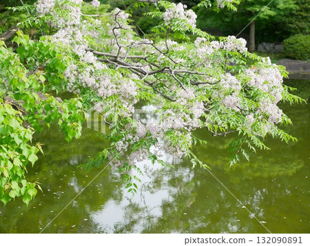 drooping flowering branches 02 drooping flowering branches 02 132090891