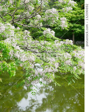 低垂的開花樹枝03 低垂的開花樹枝03 132090892