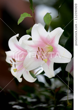 夏季鮮花裝飾花園 夏季鮮花裝飾花園 132090909