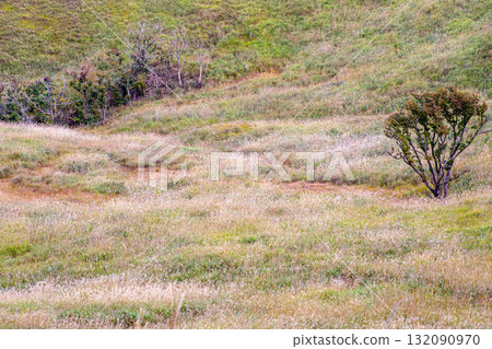 Grassland of Tonomine Plateau 132090970