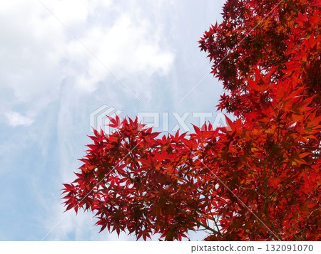Red Maple 03 132091070