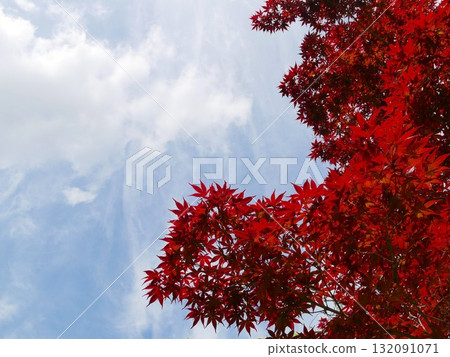 Red Maple 04 132091071