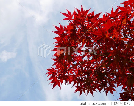Red Maple 05 132091072