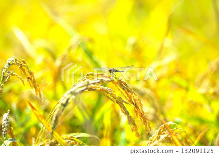一隻紅蜻蜓停在一棵成熟下垂的稻穗上 一隻紅蜻蜓停在一棵成熟下垂的稻穗上 132091125