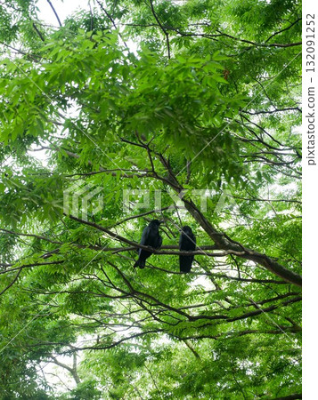 A pair of crows 02 A pair of crows 02 132091252