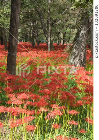 Cluster amaryllis blooming in the forest 132091286