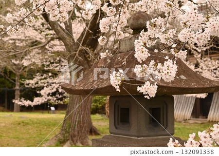 A landscape with a large stone lantern and cherry blossoms A landscape with a large stone lantern and cherry blossoms 132091338