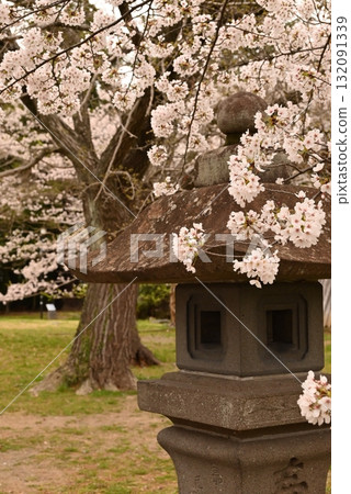 A landscape with a large stone lantern and cherry blossoms A landscape with a large stone lantern and cherry blossoms 132091339