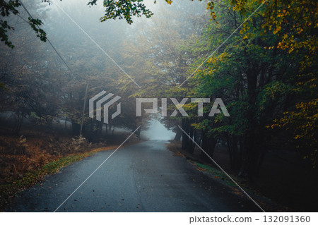 Colorful Trees Surrounding A Road In The Forest Colorful Trees Surrounding A Road In The Forest 132091360