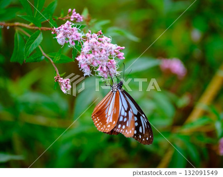 飛向河北的栗色蝴蝶 132091549
