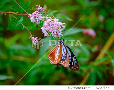 飛向河北的栗色蝴蝶 132091550