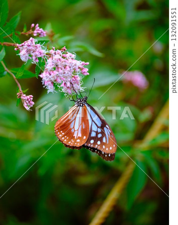 飛向河北的栗色蝴蝶 132091551