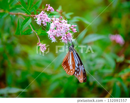 The Chestnut Butterfly that flew to Kahoku The Chestnut Butterfly that flew to Kahoku 132091557