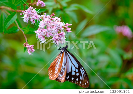 The Chestnut Butterfly that flew to Kahoku 132091561