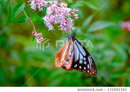 The Chestnut Butterfly that flew to Kahoku 132091562