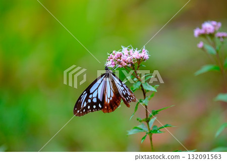 飛向河北的栗色蝴蝶 132091563