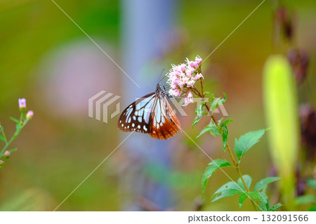 The Chestnut Butterfly that flew to Kahoku The Chestnut Butterfly that flew to Kahoku 132091566