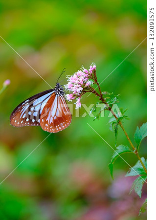 飛向河北的栗色蝴蝶 飛向河北的栗色蝴蝶 132091575