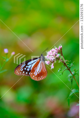 飛向河北的栗色蝴蝶 132091576