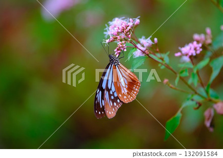 飛向河北的栗色蝴蝶 132091584