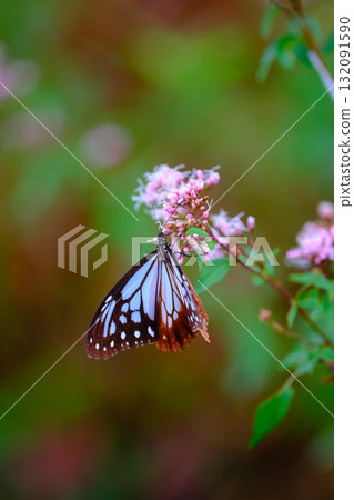 The Chestnut Butterfly that flew to Kahoku The Chestnut Butterfly that flew to Kahoku 132091590