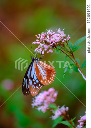 飛向河北的栗色蝴蝶 132091601