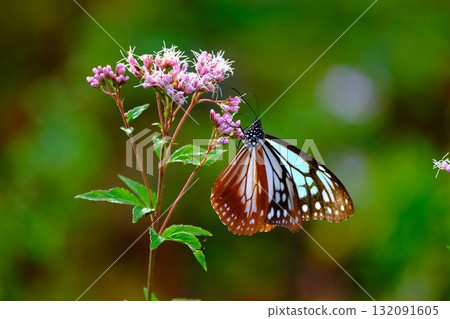 飛向河北的栗色蝴蝶 132091605