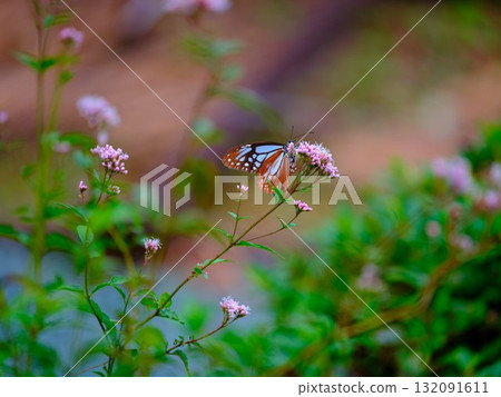 The Chestnut Butterfly that flew to Kahoku The Chestnut Butterfly that flew to Kahoku 132091611