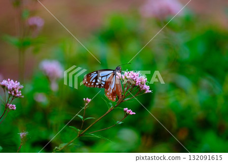 The Chestnut Butterfly that flew to Kahoku The Chestnut Butterfly that flew to Kahoku 132091615