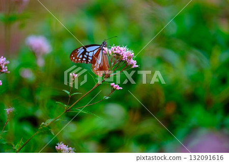 The Chestnut Butterfly that flew to Kahoku 132091616