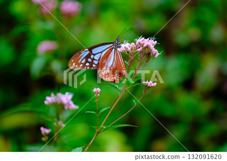 The Chestnut Butterfly that flew to Kahoku The Chestnut Butterfly that flew to Kahoku 132091620