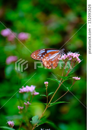 The Chestnut Butterfly that flew to Kahoku The Chestnut Butterfly that flew to Kahoku 132091626