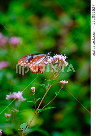 飛向河北的栗色蝴蝶 飛向河北的栗色蝴蝶 132091627