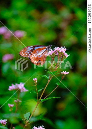 飛向河北的栗色蝴蝶 飛向河北的栗色蝴蝶 132091628
