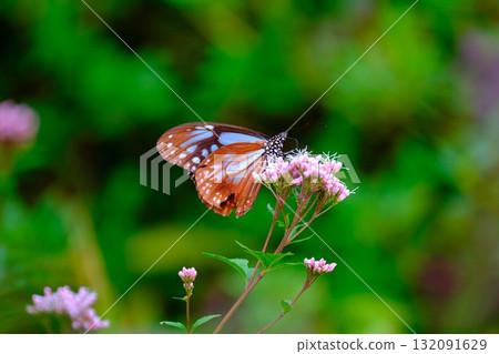 飛向河北的栗色蝴蝶 飛向河北的栗色蝴蝶 132091629