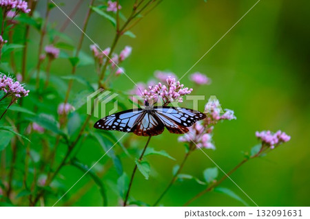 飛向河北的栗色蝴蝶 飛向河北的栗色蝴蝶 132091631