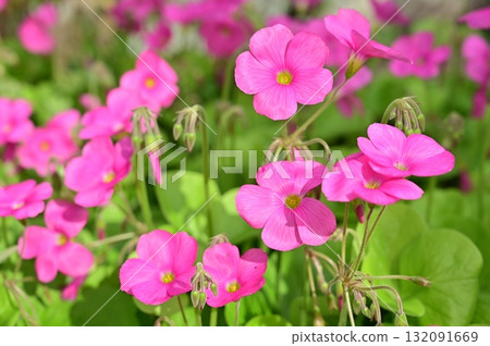 酢漿草(酢漿草科) 酢漿草(酢漿草科) 132091669