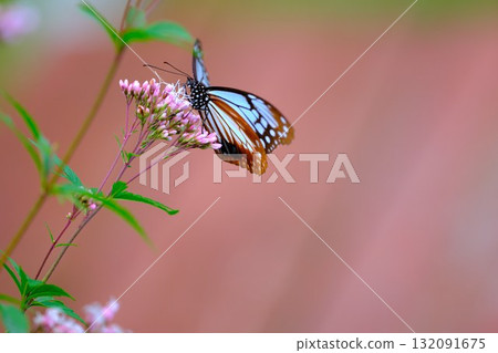 Chestnut tiger perching on Fujibakama Chestnut tiger perching on Fujibakama 132091675